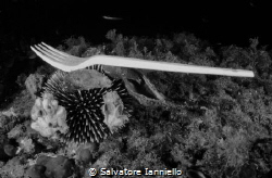 New species of sea urchin fork ? by Salvatore Ianniello 